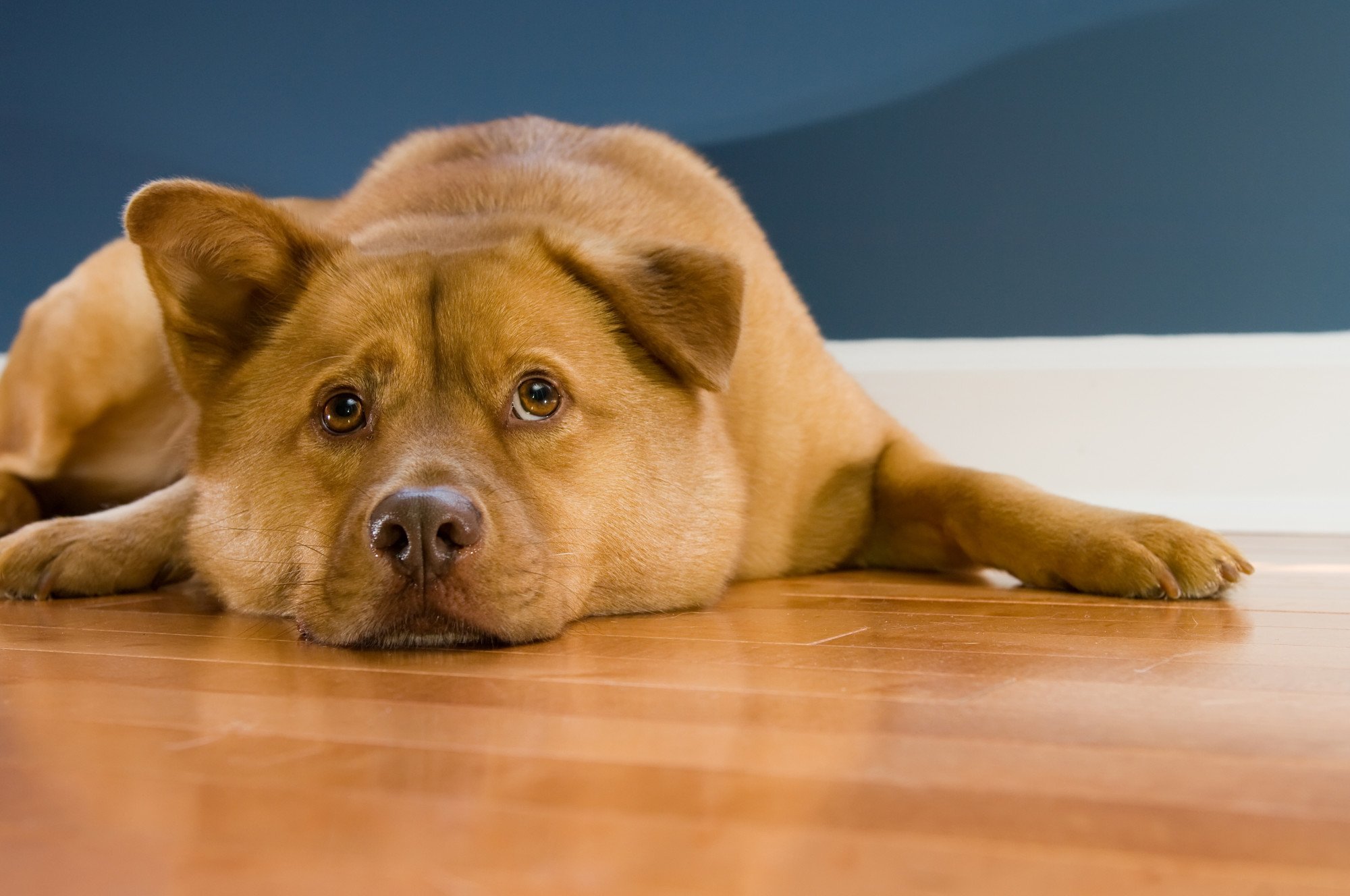 Allowing Pets in a Rental Property: Pros and Cons